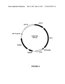 SYNTHETIC GENES AND GENETIC CONSTRUCTS diagram and image