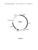 SYNTHETIC GENES AND GENETIC CONSTRUCTS diagram and image