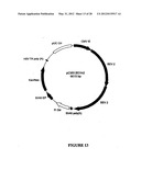 SYNTHETIC GENES AND GENETIC CONSTRUCTS diagram and image