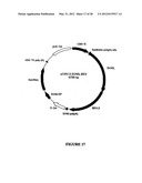 SYNTHETIC GENES AND GENETIC CONSTRUCTS diagram and image