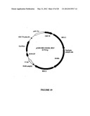 SYNTHETIC GENES AND GENETIC CONSTRUCTS diagram and image