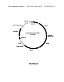 SYNTHETIC GENES AND GENETIC CONSTRUCTS diagram and image