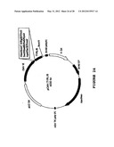 SYNTHETIC GENES AND GENETIC CONSTRUCTS diagram and image