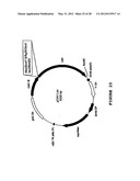 SYNTHETIC GENES AND GENETIC CONSTRUCTS diagram and image