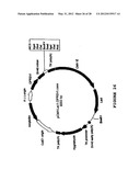 SYNTHETIC GENES AND GENETIC CONSTRUCTS diagram and image