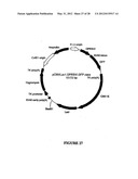 SYNTHETIC GENES AND GENETIC CONSTRUCTS diagram and image