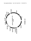 SYNTHETIC GENES AND GENETIC CONSTRUCTS diagram and image