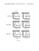 REPROGRAMMING T CELLS AND HEMATOPOIETIC CELLS diagram and image