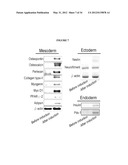 Generation of Neural Stem Cells from Human Trophoblast Stem Cells diagram and image