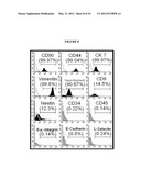 Generation of Neural Stem Cells from Human Trophoblast Stem Cells diagram and image