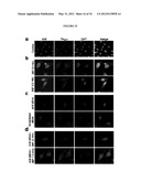 Generation of Neural Stem Cells from Human Trophoblast Stem Cells diagram and image