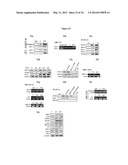 Generation of Neural Stem Cells from Human Trophoblast Stem Cells diagram and image