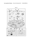 Generation of Neural Stem Cells from Human Trophoblast Stem Cells diagram and image