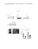 Generation of Neural Stem Cells from Human Trophoblast Stem Cells diagram and image