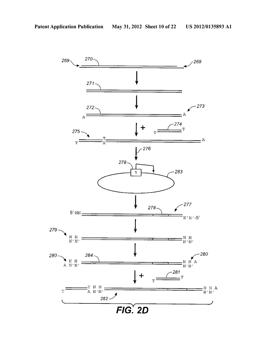 High throughput genome sequencing on DNA arrays - diagram, schematic, and image 11