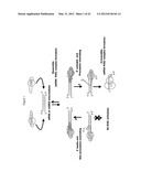 SIRNA TARGETING CATENIN, BETA-1 (CTNNB1) diagram and image