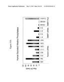 SIRNA TARGETING CATENIN, BETA-1 (CTNNB1) diagram and image