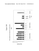 SIRNA TARGETING CATENIN, BETA-1 (CTNNB1) diagram and image