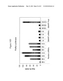 SIRNA TARGETING CATENIN, BETA-1 (CTNNB1) diagram and image