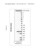 SIRNA TARGETING CATENIN, BETA-1 (CTNNB1) diagram and image