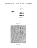 ELECTRO-BLOTTING DEVICES, SYSTEMS, AND KITS AND METHODS FOR THEIR USE diagram and image