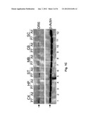 Use of DR6 and p75 Antagonists to Promote Survival of Cells of the Nervous     System diagram and image