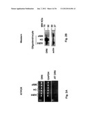 Use of DR6 and p75 Antagonists to Promote Survival of Cells of the Nervous     System diagram and image