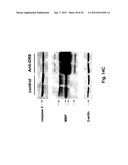 Use of DR6 and p75 Antagonists to Promote Survival of Cells of the Nervous     System diagram and image