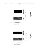 Use of DR6 and p75 Antagonists to Promote Survival of Cells of the Nervous     System diagram and image