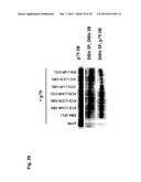 Use of DR6 and p75 Antagonists to Promote Survival of Cells of the Nervous     System diagram and image