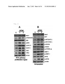 NOVEL G PROTEIN COUPLED RECEPTOR PROTEIN AND USE THEREOF diagram and image