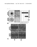 NOVEL G PROTEIN COUPLED RECEPTOR PROTEIN AND USE THEREOF diagram and image