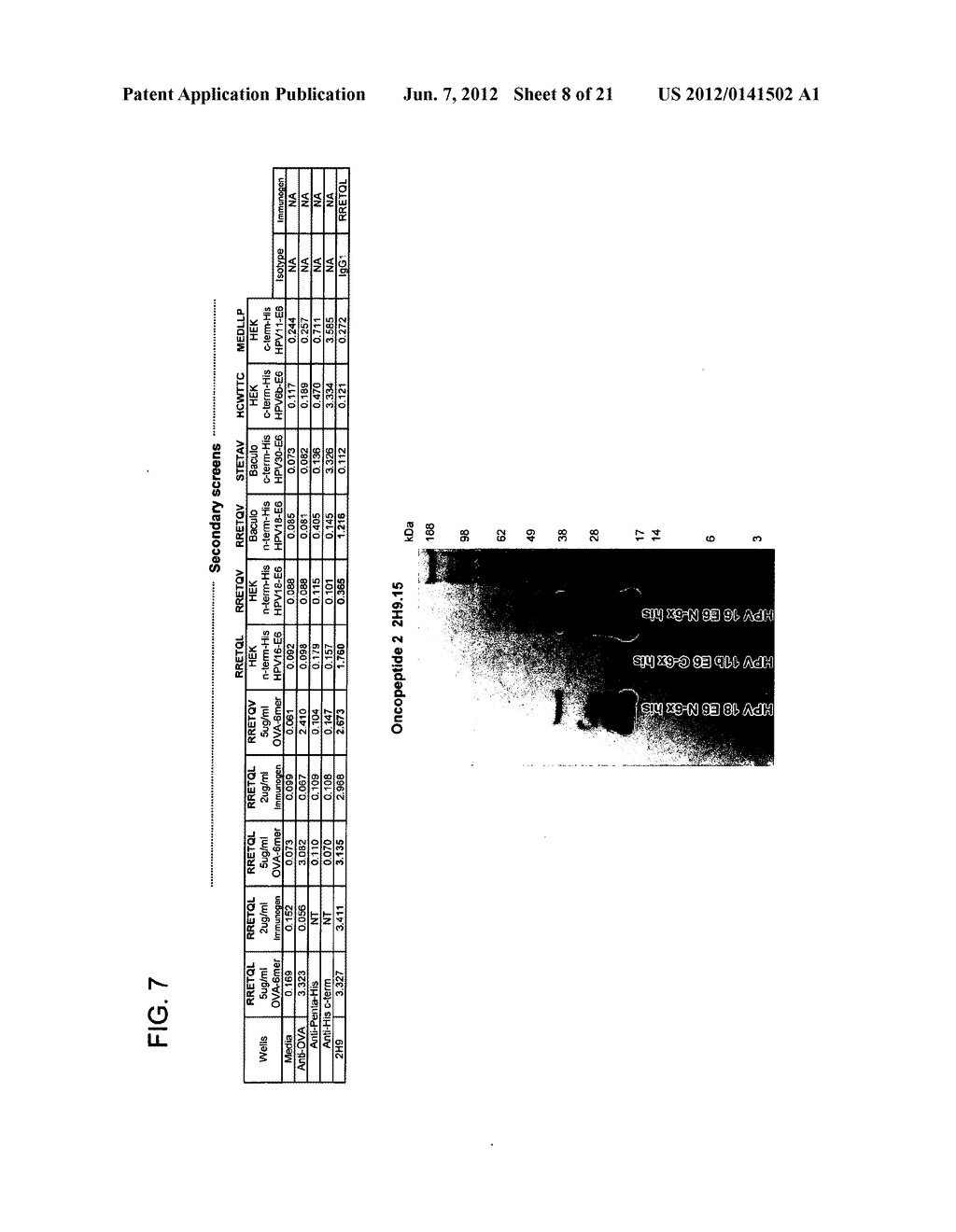 ANTIBODIES SPECIFIC TO E6 PROTEINS OF HPV AND USE THEREOF - diagram, schematic, and image 09