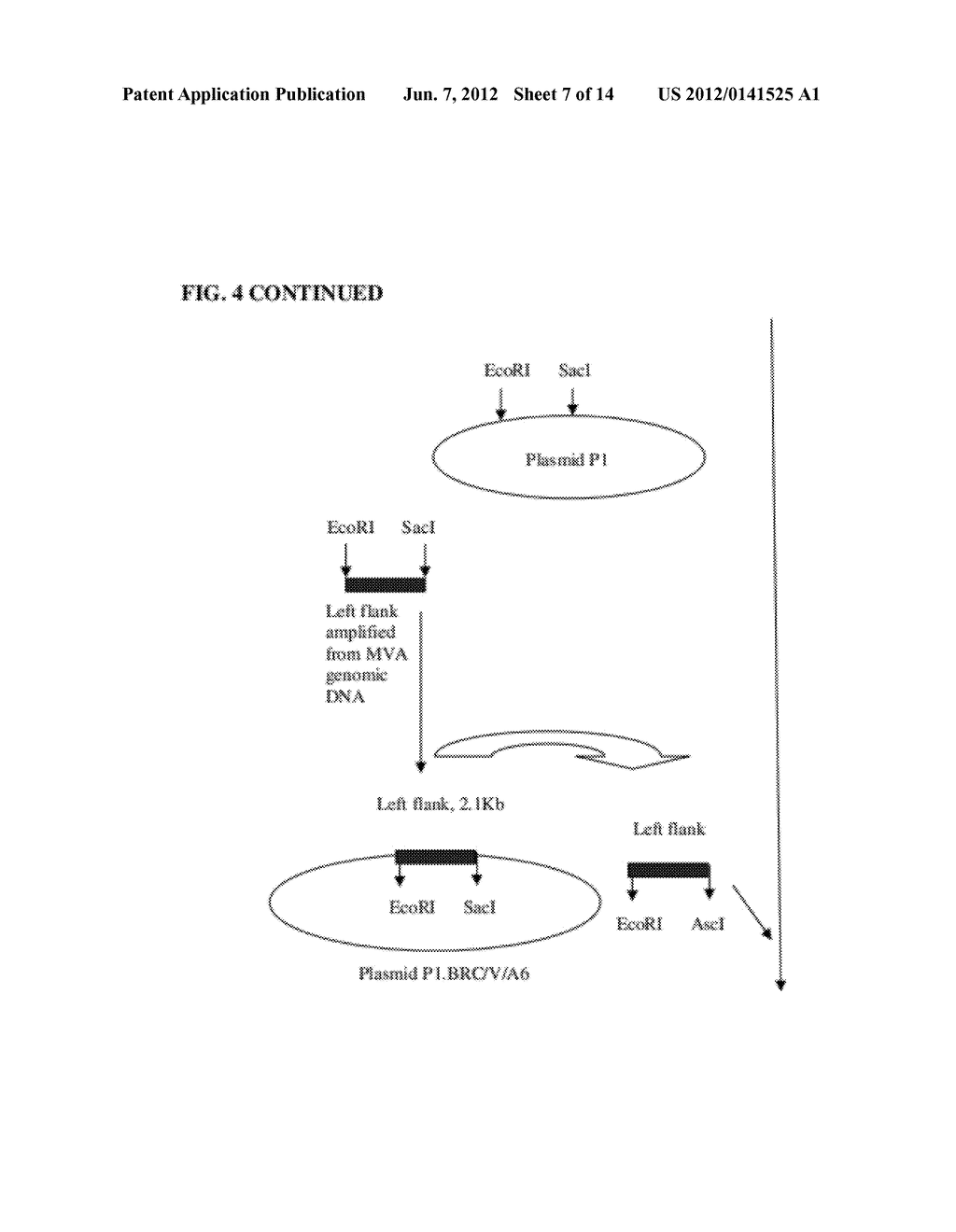 UNIVERSAL INFLUENZA VACCINE BASED ON RECOMBINANT MODIFIED VACCINE ANKARA     VIRUS (MVA) - diagram, schematic, and image 08