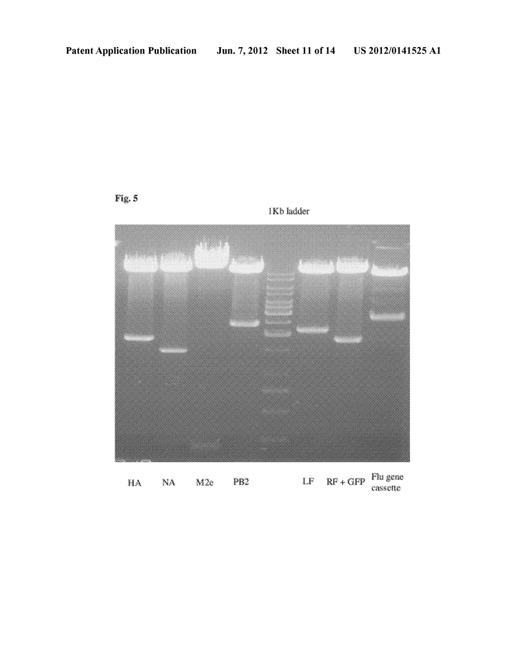 UNIVERSAL INFLUENZA VACCINE BASED ON RECOMBINANT MODIFIED VACCINE ANKARA     VIRUS (MVA) - diagram, schematic, and image 12