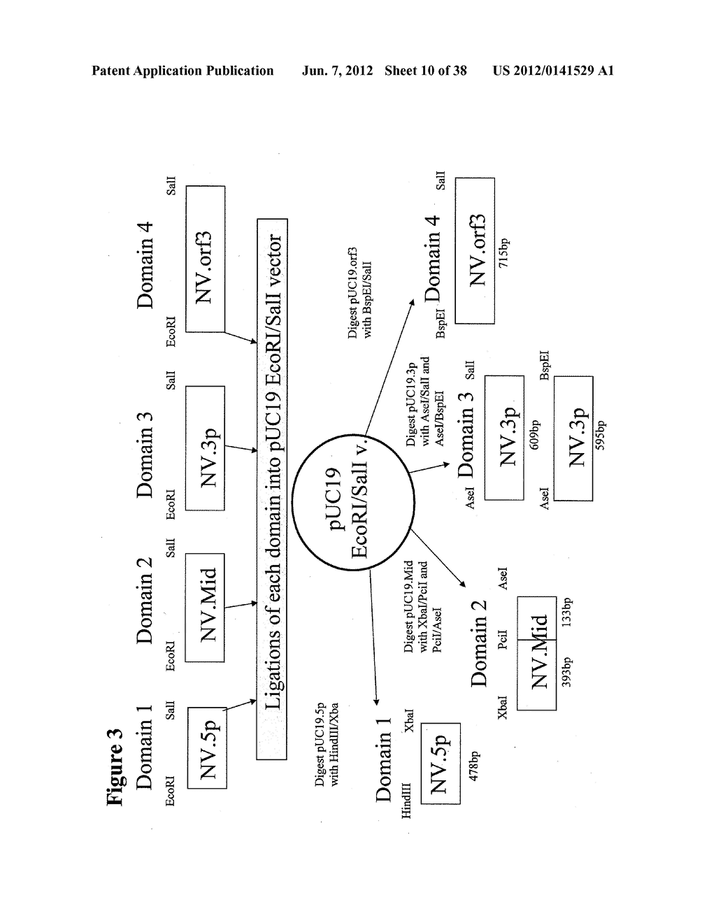 NOROVIRUS AND SAPOVIRUS ANTIGENS - diagram, schematic, and image 11