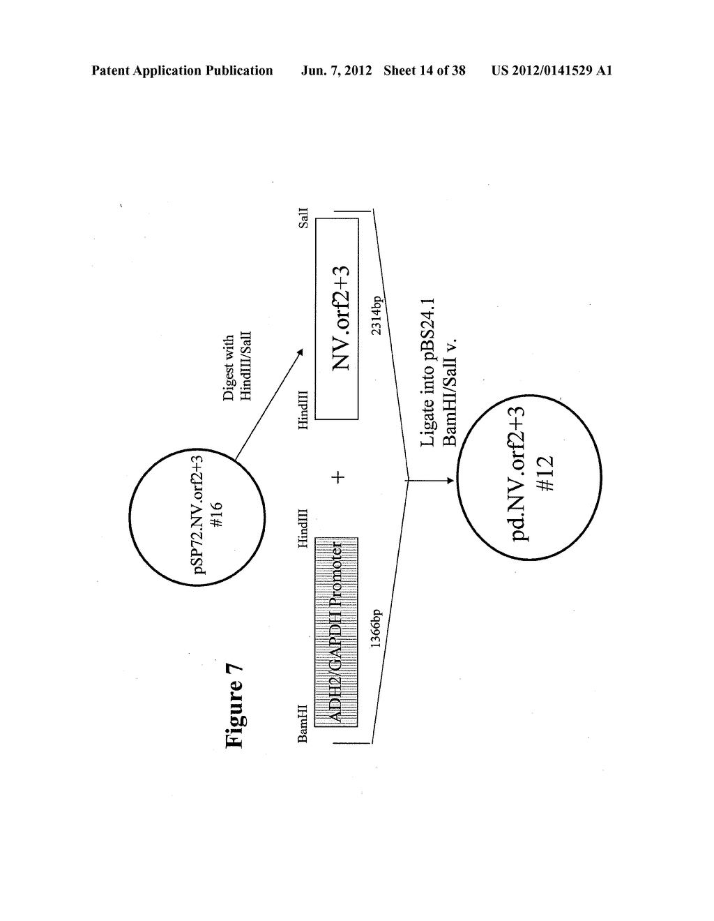 NOROVIRUS AND SAPOVIRUS ANTIGENS - diagram, schematic, and image 15