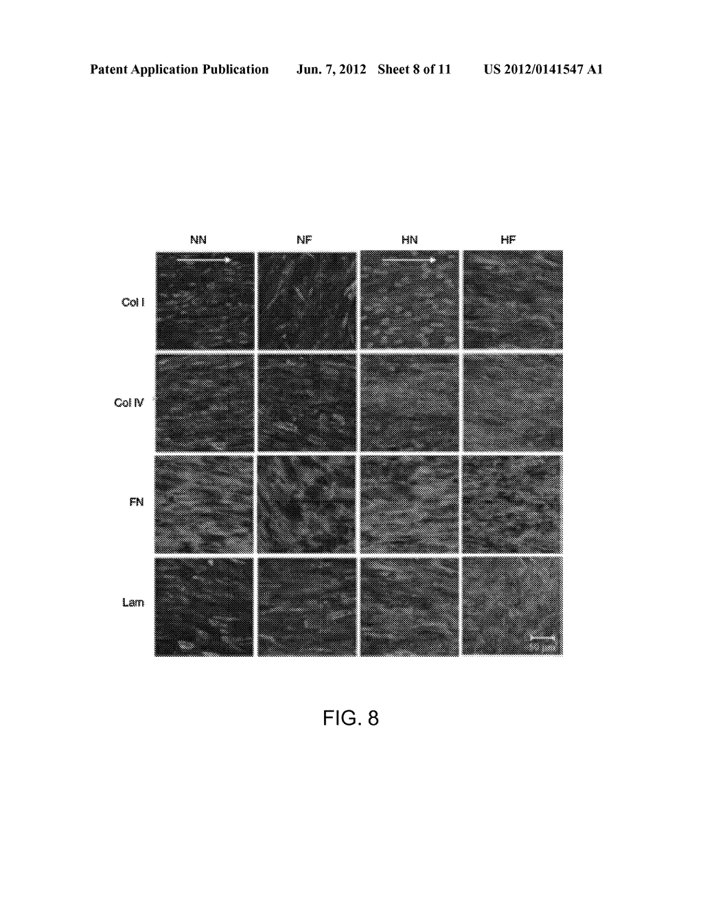 METHODS OF MAKING CELL SHEETS, TISSUE SHEETS AND TISSUE ENGINEERED BLOOD     VESSELS - diagram, schematic, and image 09