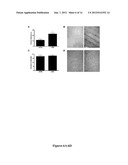 ULTRASOUND TECHNOLOGY TO CONTROL THE SPATIAL ORGANIZATION OF CELLS AND     PROTEINS IN ENGINEERED TISSUES diagram and image