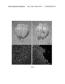 BIOCOMPATIBLE POLYMER FIBRES FOR NEUROIMPLANTS diagram and image