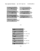 IMMUNOMODULATORY COMPOSITIONS COMPRISING A POLYMER MATRIX AND AN OIL PHASE diagram and image