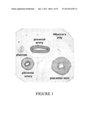 UMBILICAL CORD AMNIOTIC MEMBRANE PRODUCTS diagram and image