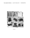 UMBILICAL CORD AMNIOTIC MEMBRANE PRODUCTS diagram and image