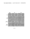 UMBILICAL CORD AMNIOTIC MEMBRANE PRODUCTS diagram and image