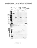 UMBILICAL CORD AMNIOTIC MEMBRANE PRODUCTS diagram and image