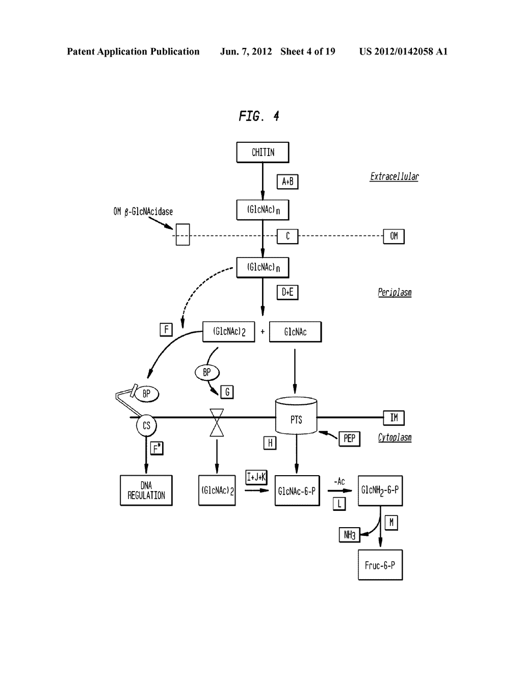 Conversion of Chitin into N-Acetylglucosamine, Glucosamine and Bioethanol - diagram, schematic, and image 05