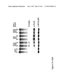 ENGINEERED CLEAVAGE HALF-DOMAINS diagram and image