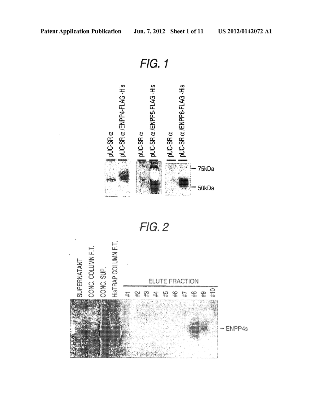 SOLUBLE PROTEIN AND UTILIZATION OF THE SAME - diagram, schematic, and image 02