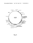 Microbial Trypsin Mutants having Chymotrypsin Activity And Nucleic Acids     Encoding Same diagram and image