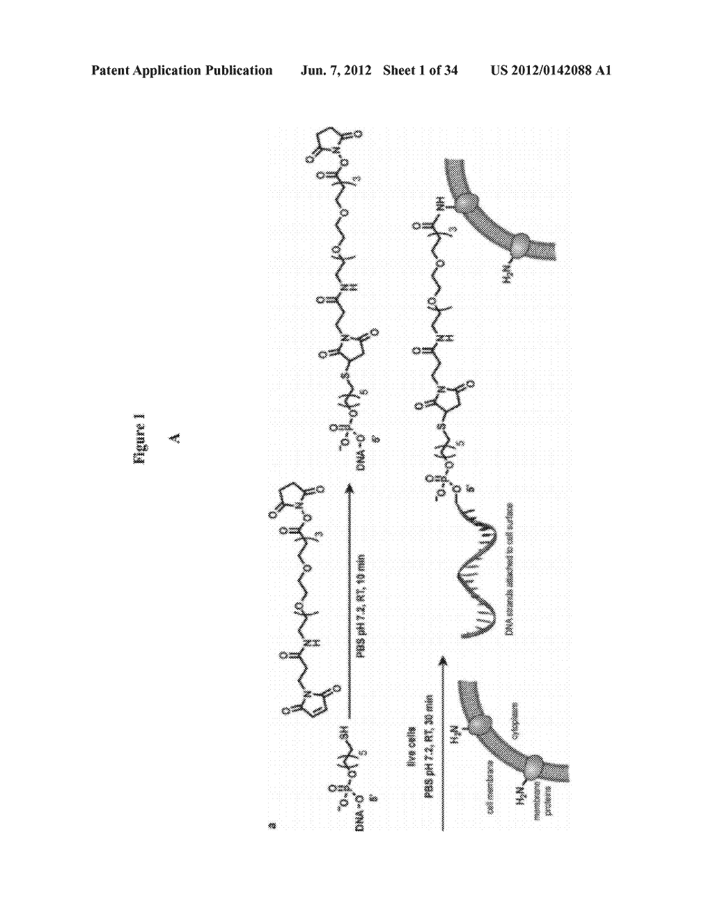 DNA-CELL CONJUGATES - diagram, schematic, and image 02